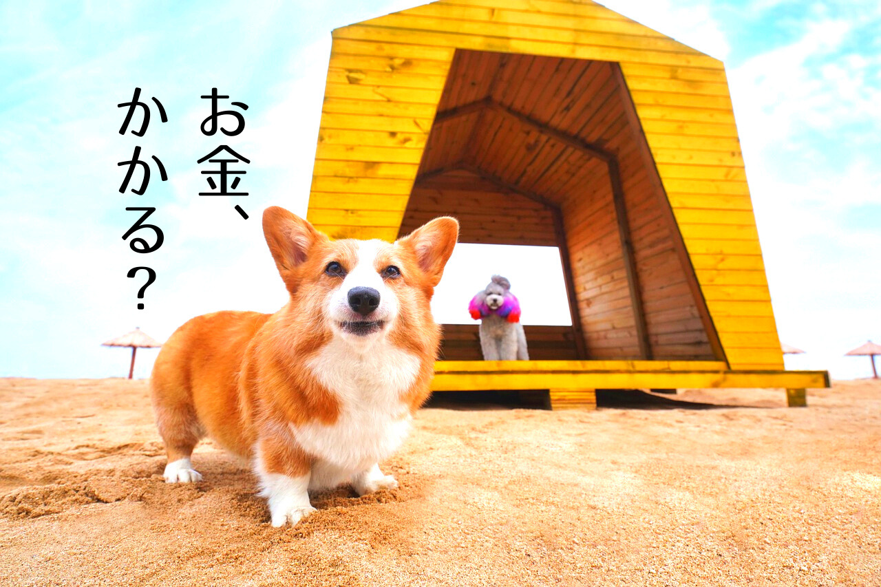 お金がないのに犬を飼う どれくらいかかる 経済力は必要 ペットを飼うとできなくなることとできること つくし屋